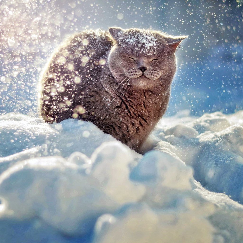 Обои снег, зима, мордочка, кошка, британец, snow, winter, muzzle, cat, british разрешение 1920x1200 Загрузить