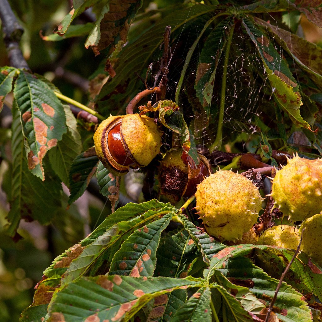 Обои дерево, осень, каштаны, tree, autumn, chestnuts разрешение 2048x1375 Загрузить