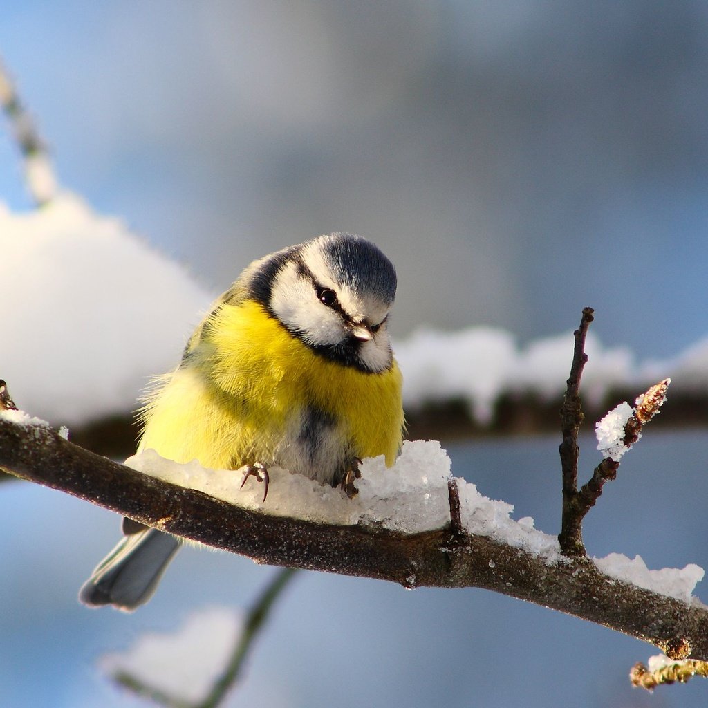 Обои снег, ветки, птицы, синица, snow, branches, birds, tit разрешение 2560x1600 Загрузить