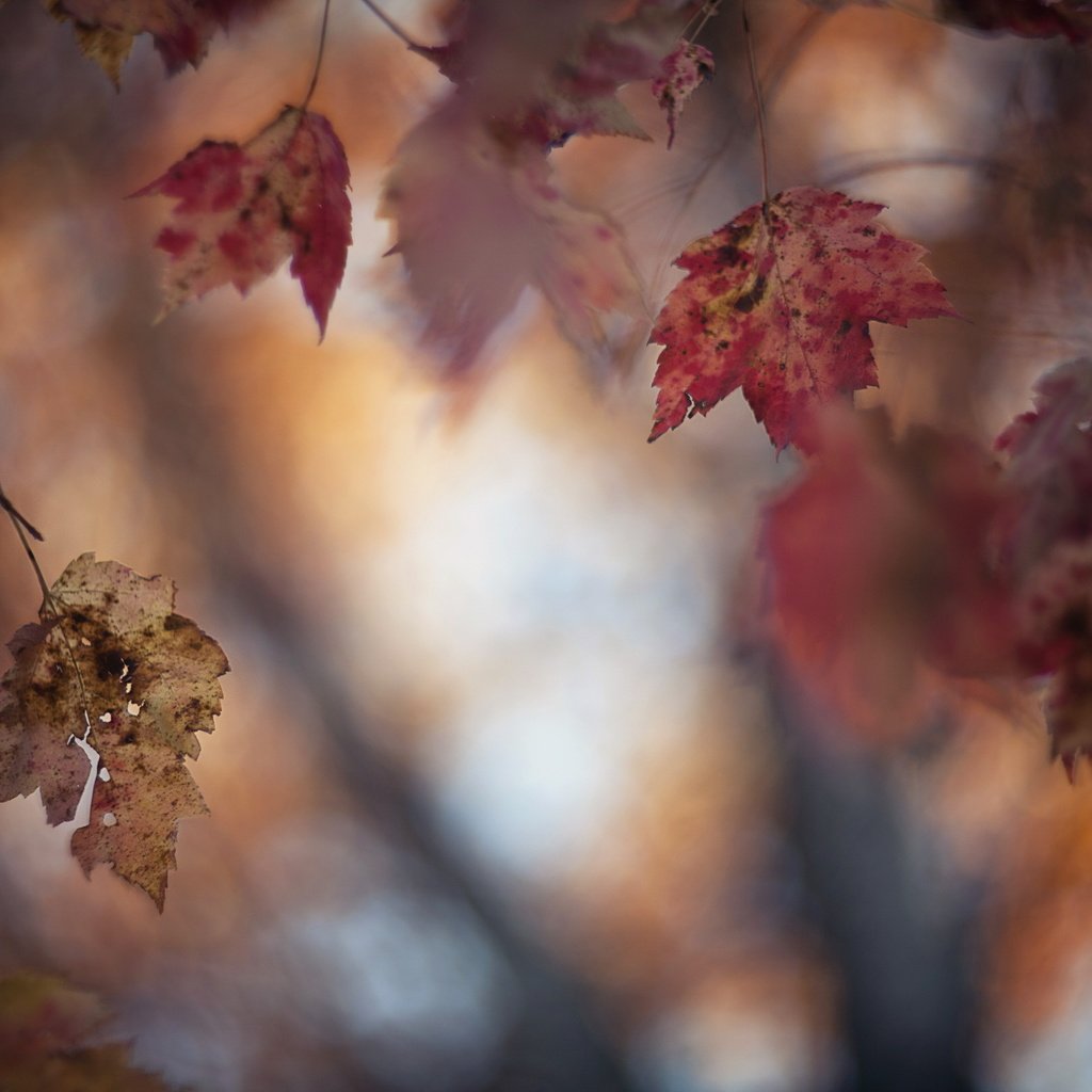 Обои природа, осень, блики, лист, nature, autumn, glare, sheet разрешение 2560x1707 Загрузить