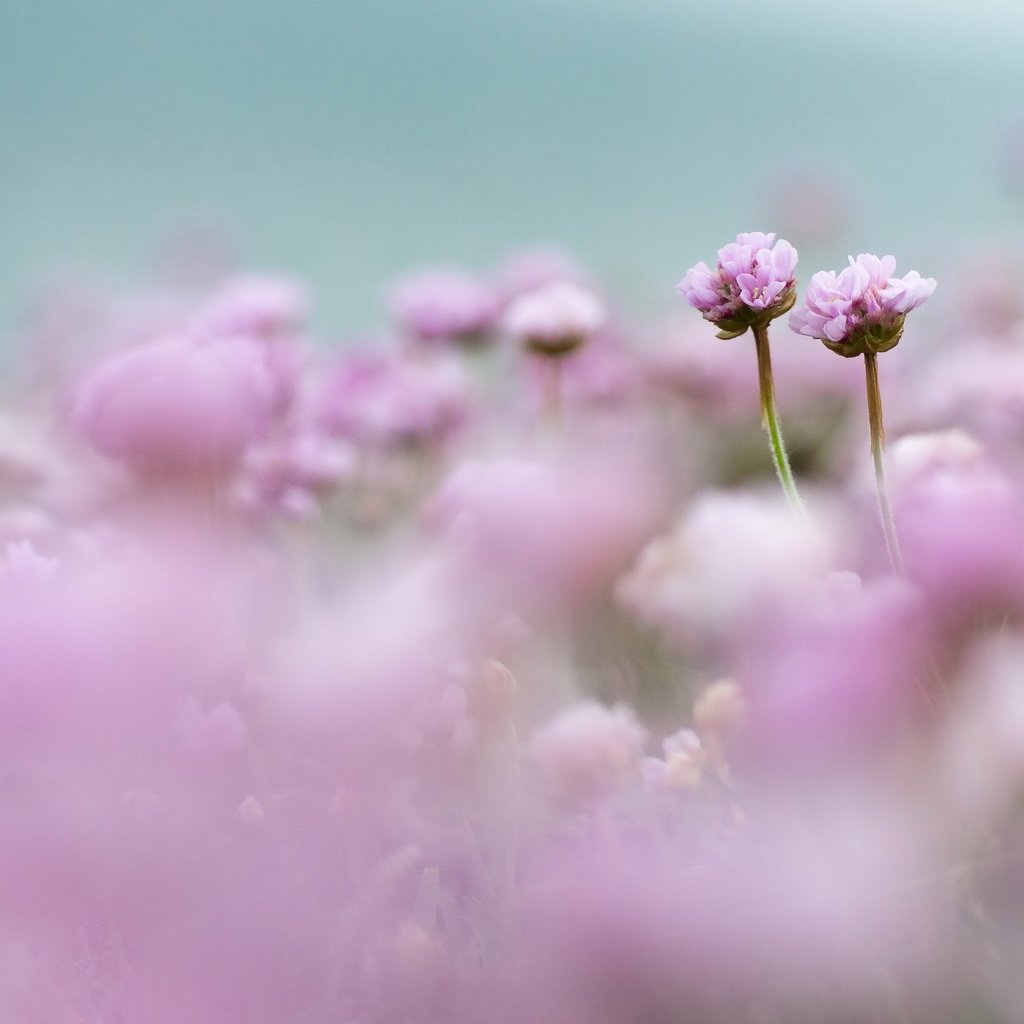 Обои цветы, поле, размытость, розовые, нежность, flowers, field, blur, pink, tenderness разрешение 2560x1696 Загрузить