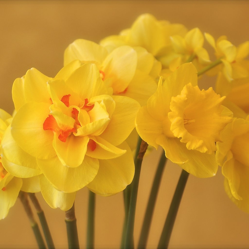 Обои цветы, лепестки, весна, букет, желтые, нарцисы, flowers, petals, spring, bouquet, yellow, the narciso разрешение 2048x1151 Загрузить