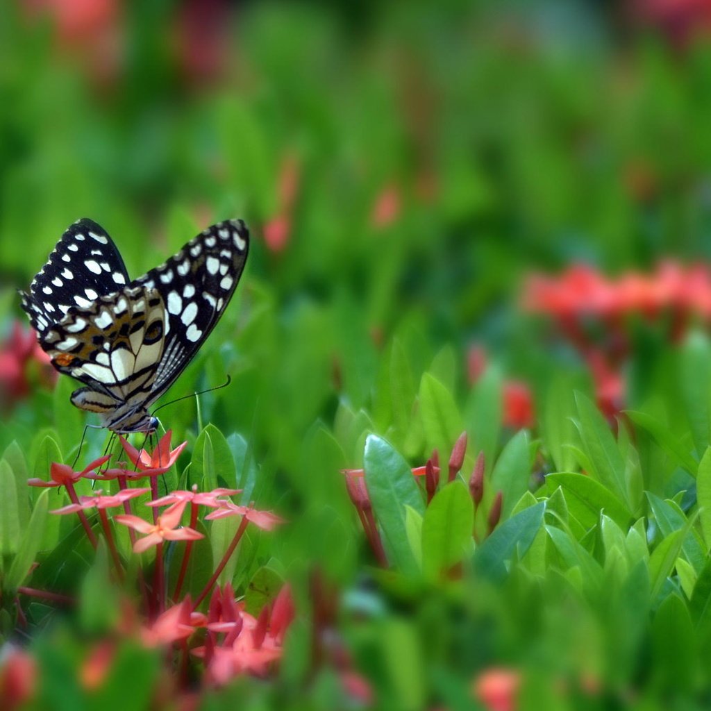 Обои цветы, бабочка, поляна, насекомые, flowers, butterfly, glade, insects разрешение 2048x1356 Загрузить