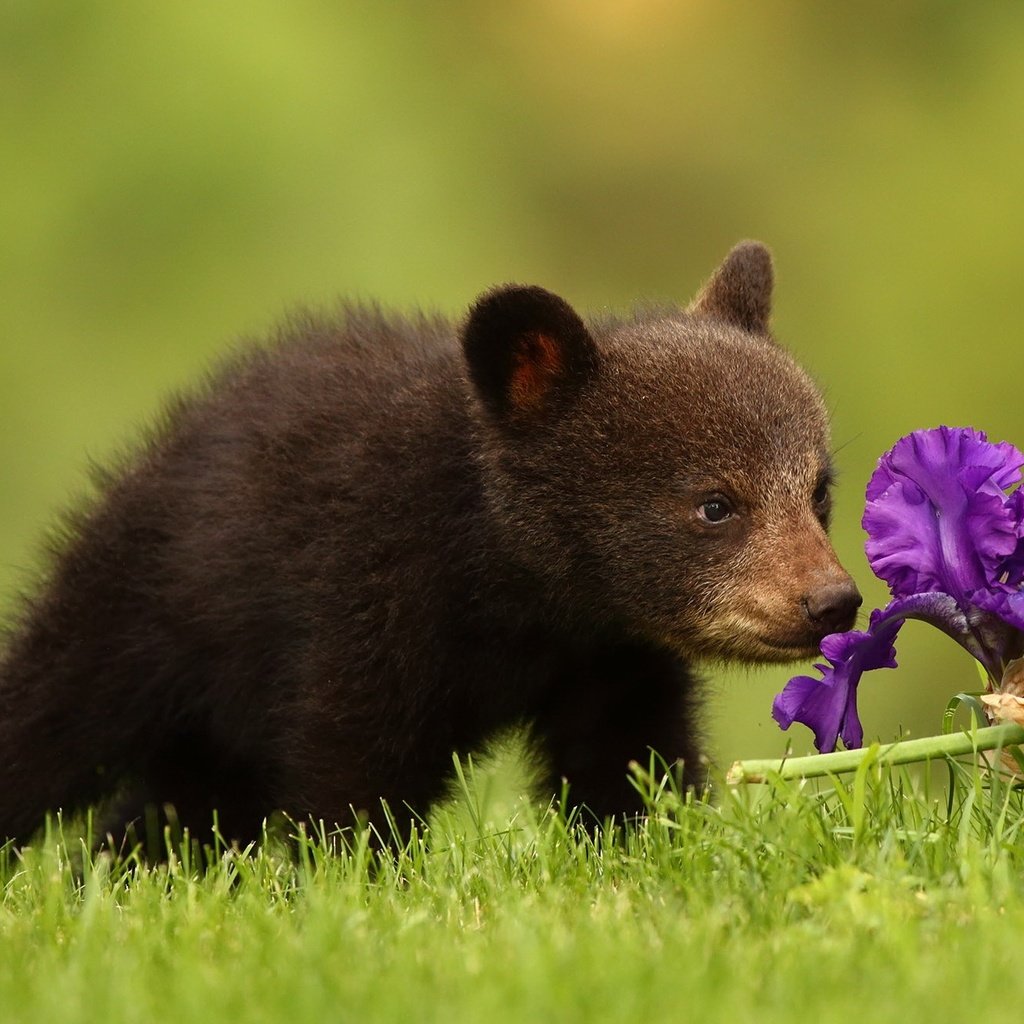 Обои трава, природа, цветок, медведь, медвежонок, grass, nature, flower, bear разрешение 2047x1321 Загрузить