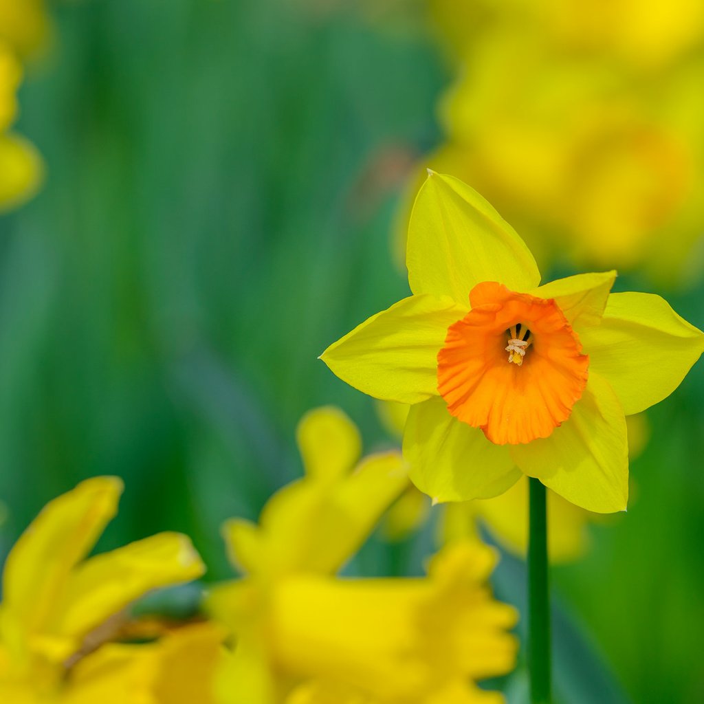Обои цветы, размытость, весна, нарциссы, желтые, flowers, blur, spring, daffodils, yellow разрешение 2048x1345 Загрузить