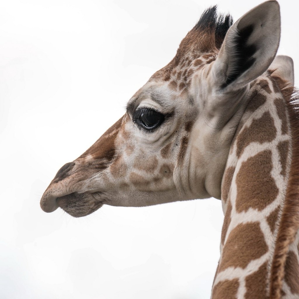 Обои природа, фон, жираф, голова, шея, nature, background, giraffe, head, neck разрешение 2560x1707 Загрузить