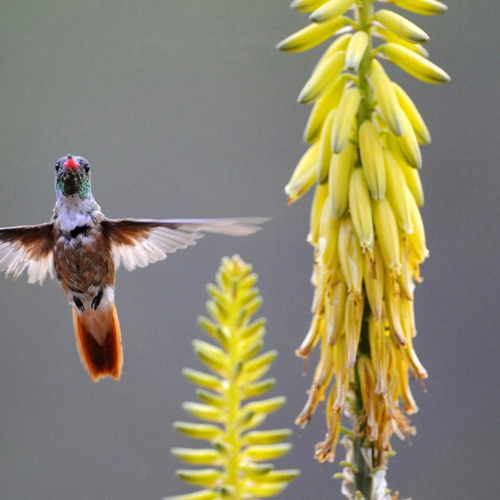 Обои цветы, крылья, птица, желтые, колибри, птаха, flowers, wings, bird, yellow, hummingbird разрешение 1920x1080 Загрузить