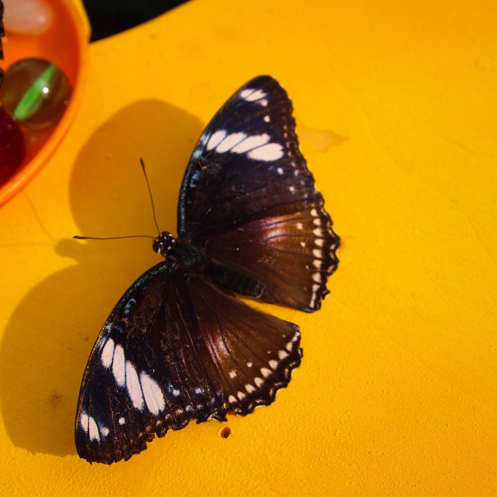 Обои макро, насекомое, бабочка, крылья, macro, insect, butterfly, wings разрешение 4032x3024 Загрузить