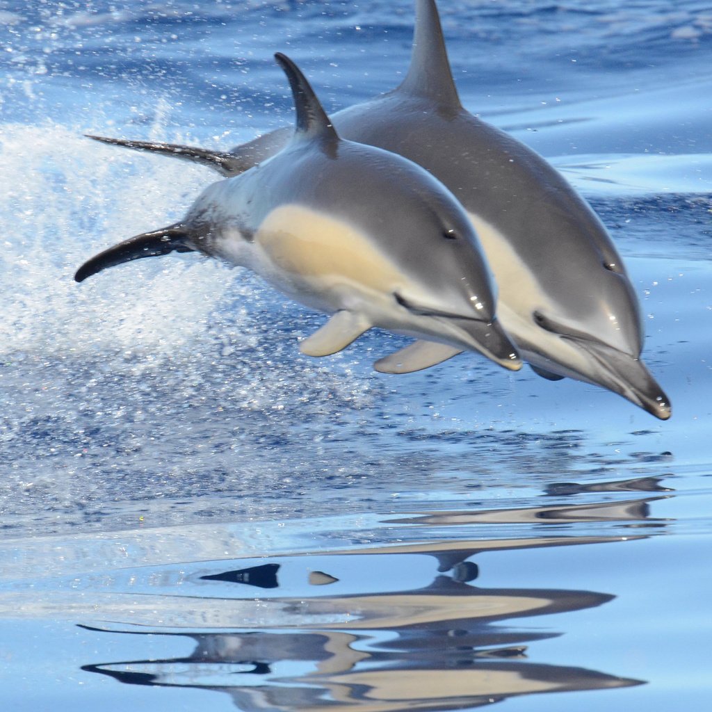 Обои море, брызги, прыжок, пара, дельфины, sea, squirt, jump, pair, dolphins разрешение 2048x1356 Загрузить