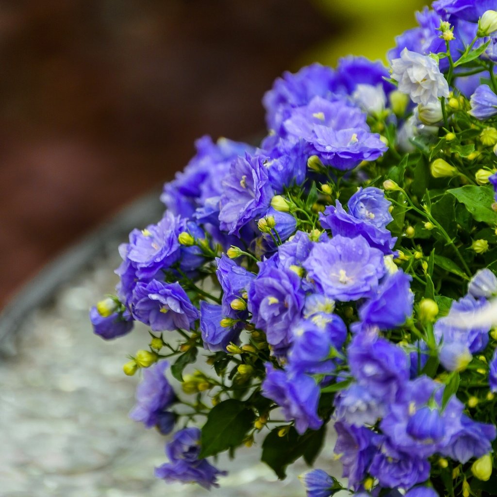 Обои цветы, макро, лепестки, синие, бутончики, кампанула, flowers, macro, petals, blue, buds разрешение 1920x1280 Загрузить