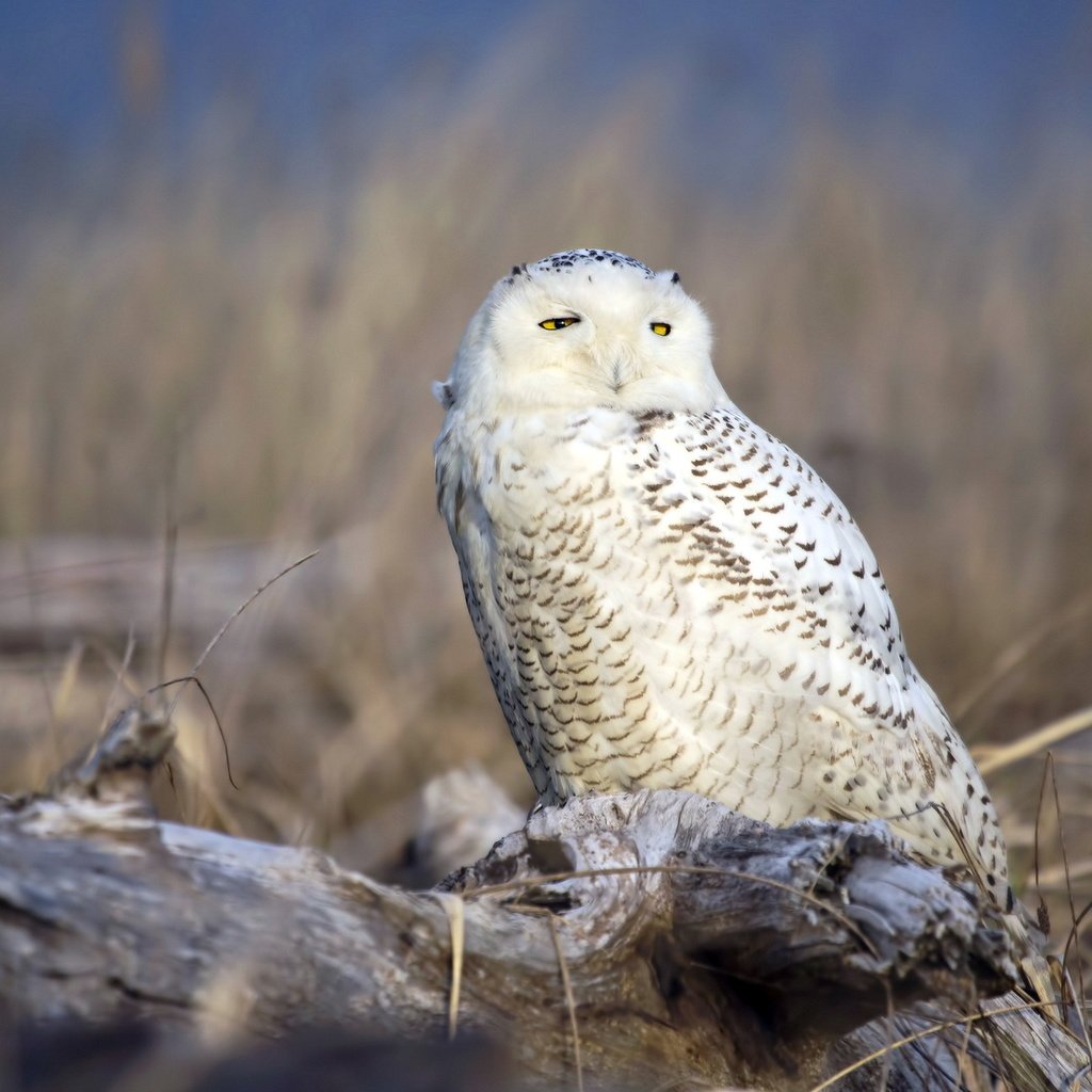 Обои сова, природа, птица, полярная сова, белая сова, owl, nature, bird, snowy owl, white owl разрешение 1920x1200 Загрузить