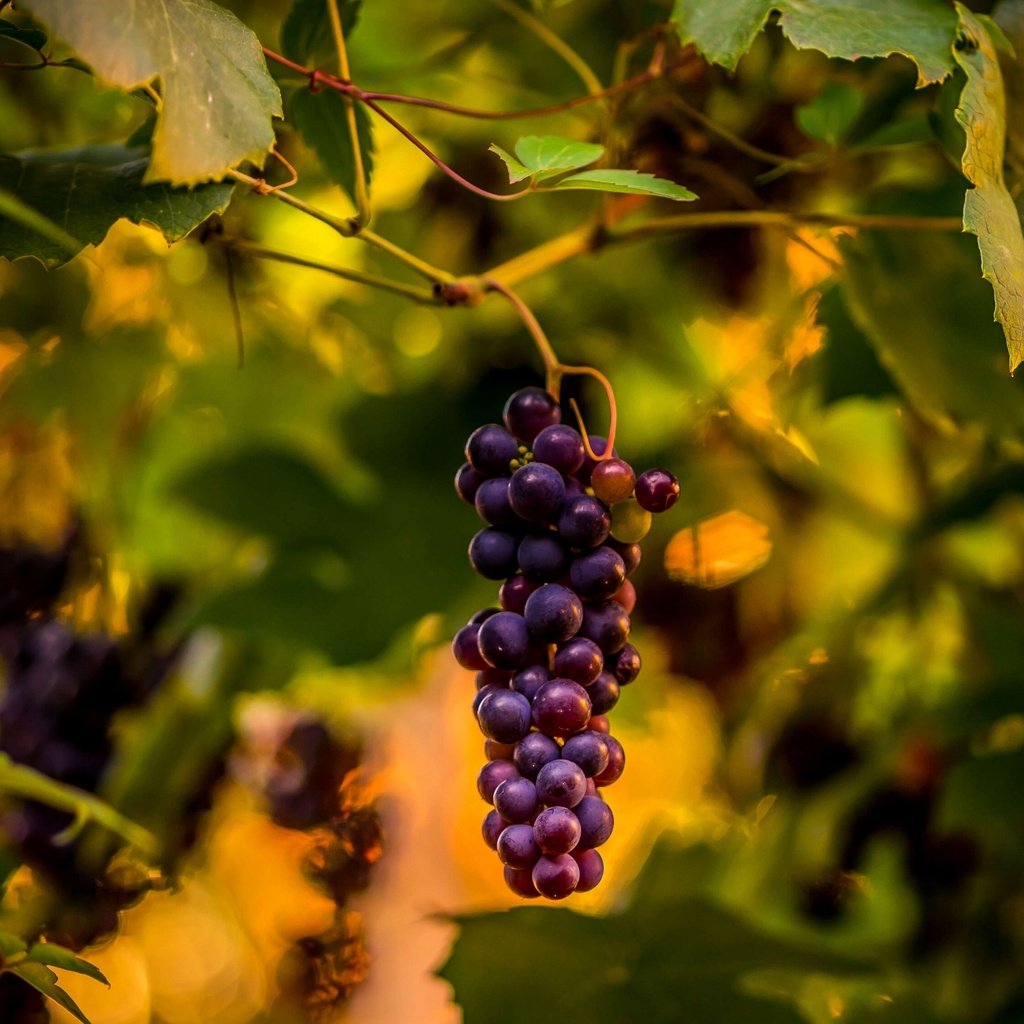 Обои природа, листья, виноград, виноградная лоза, nature, leaves, grapes, vine разрешение 3000x2250 Загрузить