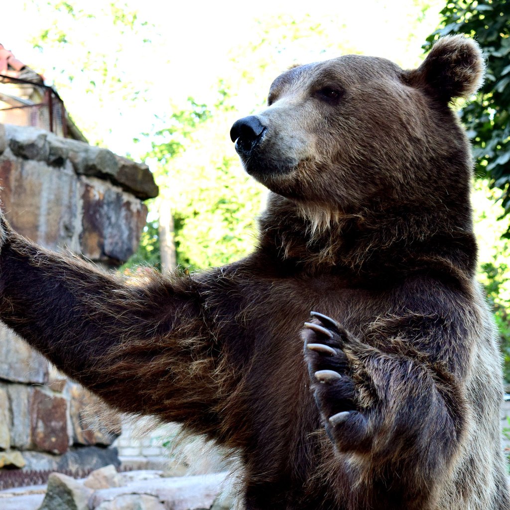 Обои лапы, взгляд, когти, медведи, бурые медведи, paws, look, claws, bears, brown bears разрешение 2560x1600 Загрузить