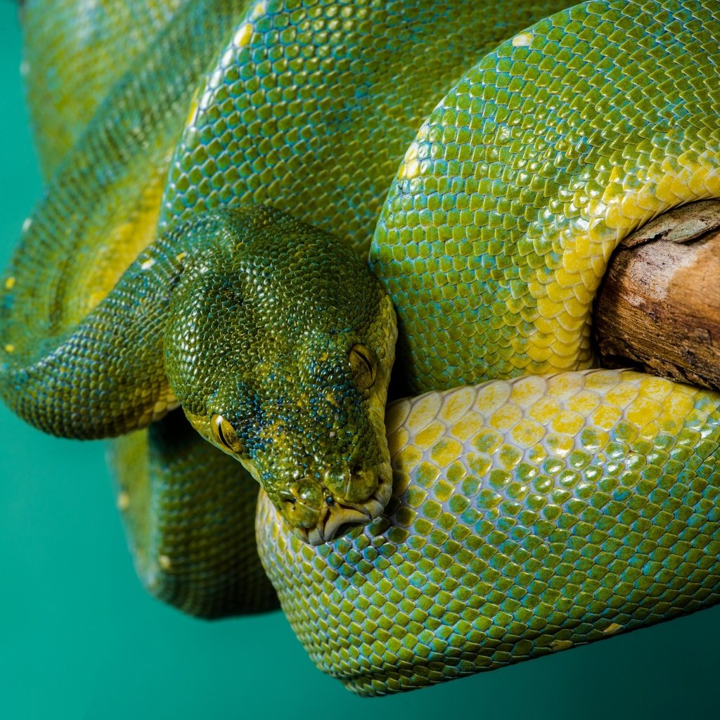 Обои змея, питон, рептилия, древесный, зеленый древесный питон, зеленый питон, snake, python, reptile, wood разрешение 2880x1923 Загрузить