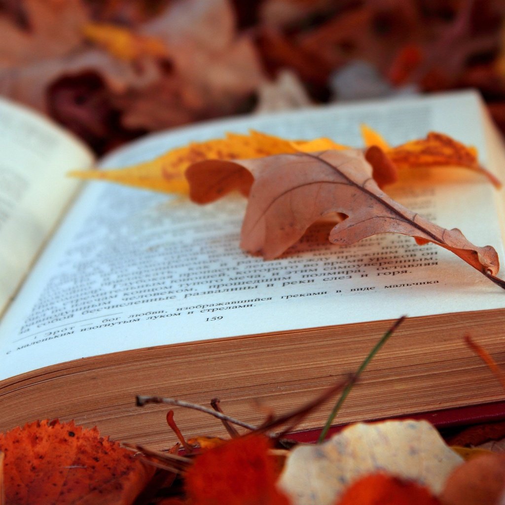 Обои листья, осень, текст, книга, страницы, leaves, autumn, text, book, page разрешение 4608x3072 Загрузить