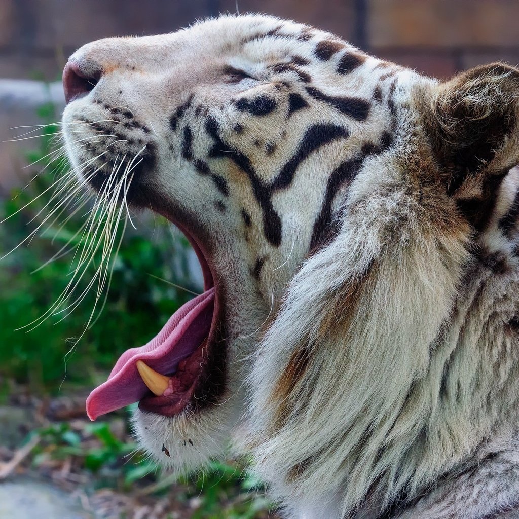 Обои тигр, морда, хищник, профиль, пасть, зевает, дикая кошка, белый тигр, tiger, face, predator, profile, mouth, yawns, wild cat, white tiger разрешение 2048x1363 Загрузить