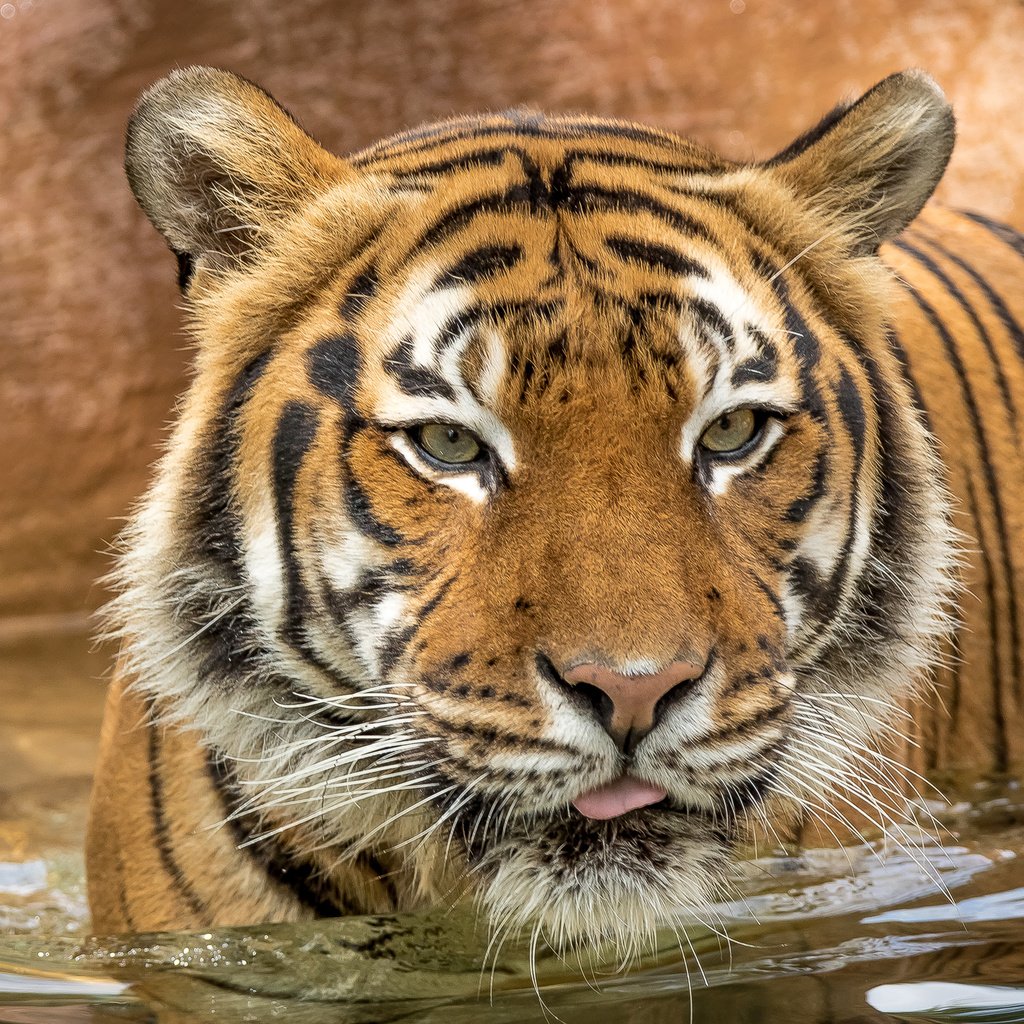 Обои тигр, глаза, взгляд, хищник, tiger, eyes, look, predator разрешение 3000x2000 Загрузить
