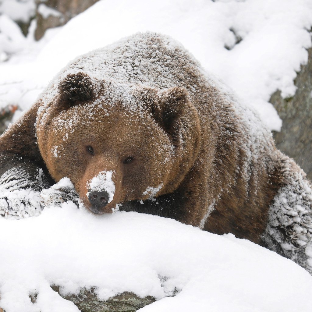 Обои зима, медведь, тайга, бурый, winter, bear, taiga, brown разрешение 2560x1600 Загрузить