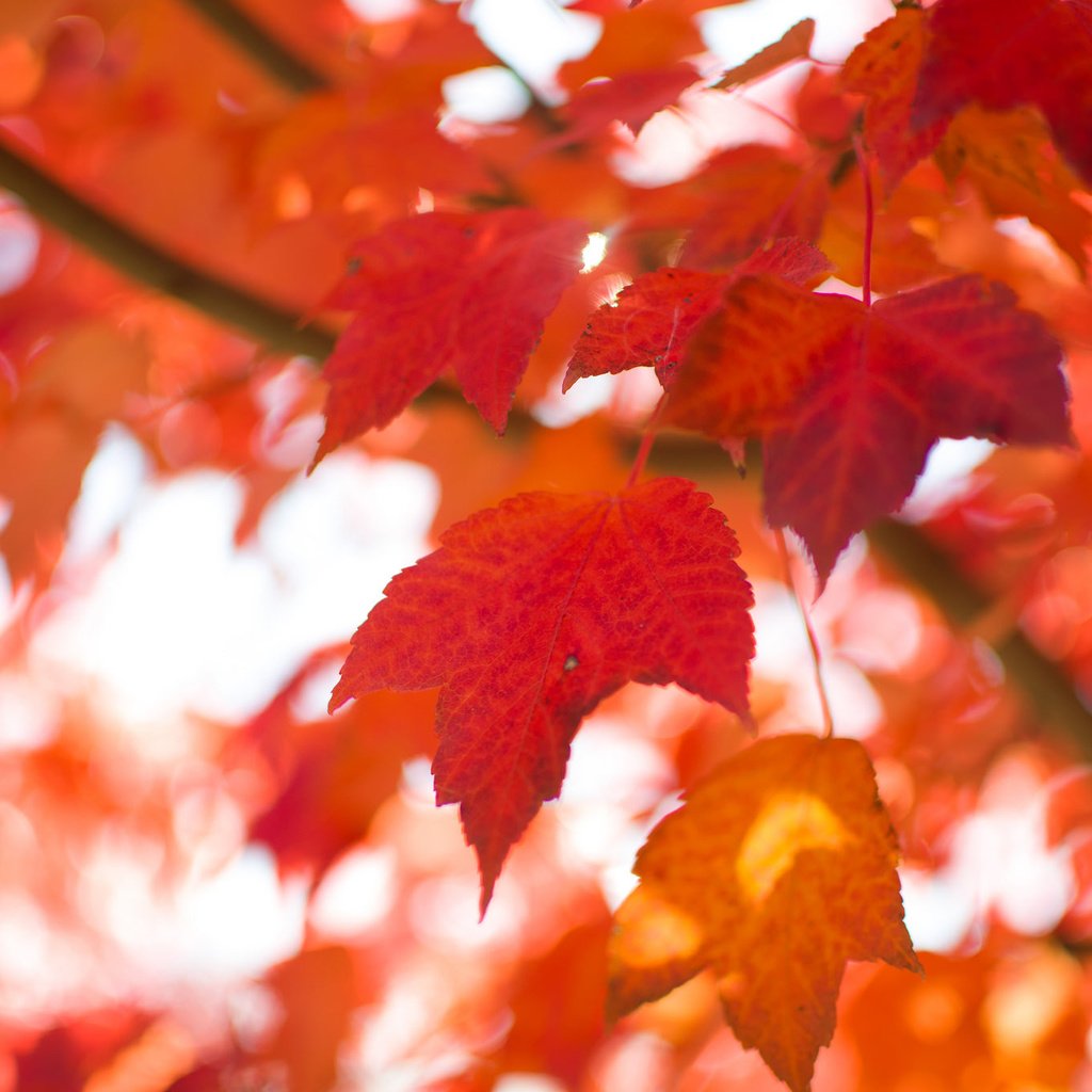 Обои природа, листья, макро, осень, размытость, nature, leaves, macro, autumn, blur разрешение 2048x1356 Загрузить