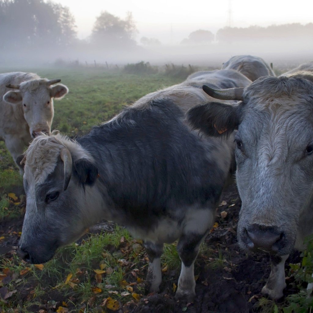 Обои утро, туман, коровы, morning, fog, cows разрешение 2048x1366 Загрузить