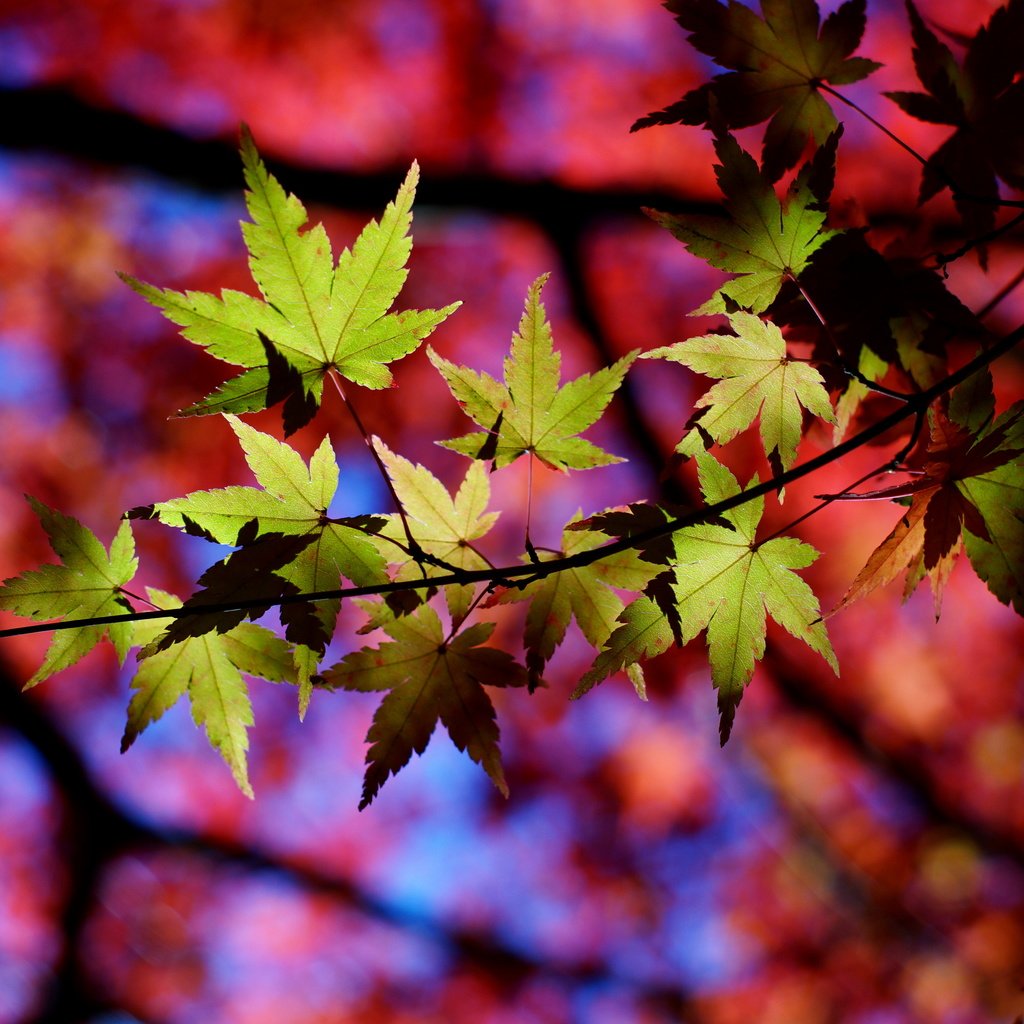 Обои природа, листья, макро, осень, тени, веточки, nature, leaves, macro, autumn, shadows, twigs разрешение 6000x4000 Загрузить