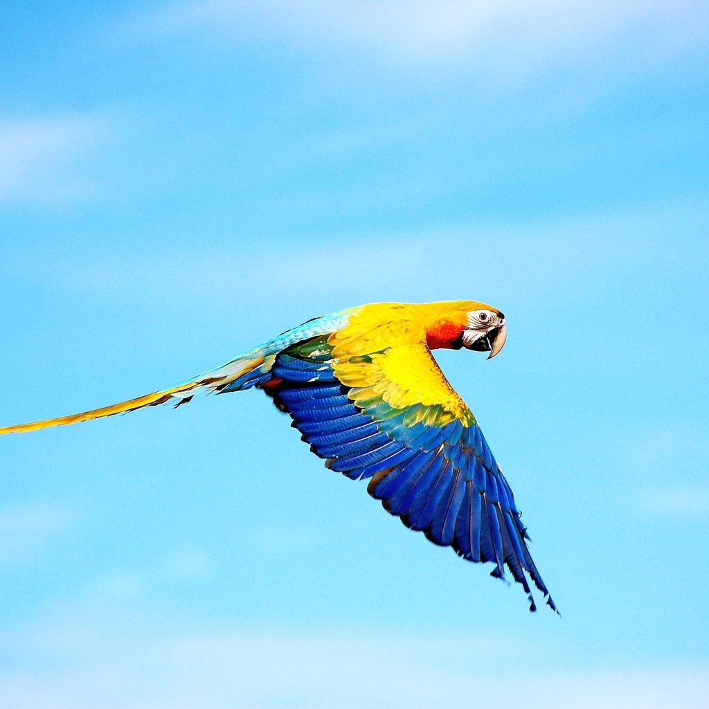 Обои небо, цвета, полет, крылья, птица, попугай, ара, the sky, color, flight, wings, bird, parrot, ara разрешение 3008x2000 Загрузить