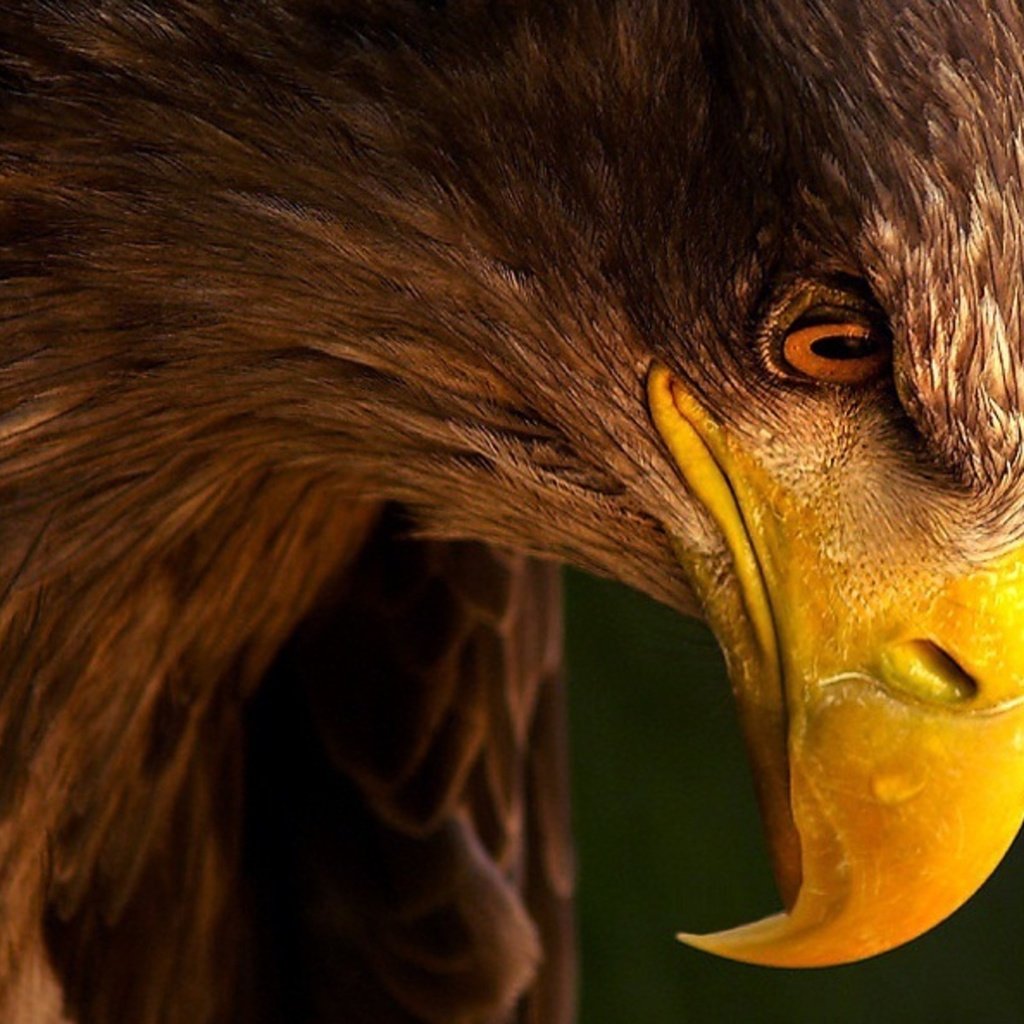 Обои взгляд, орел, профиль, клюв, look, eagle, profile, beak разрешение 2560x1600 Загрузить