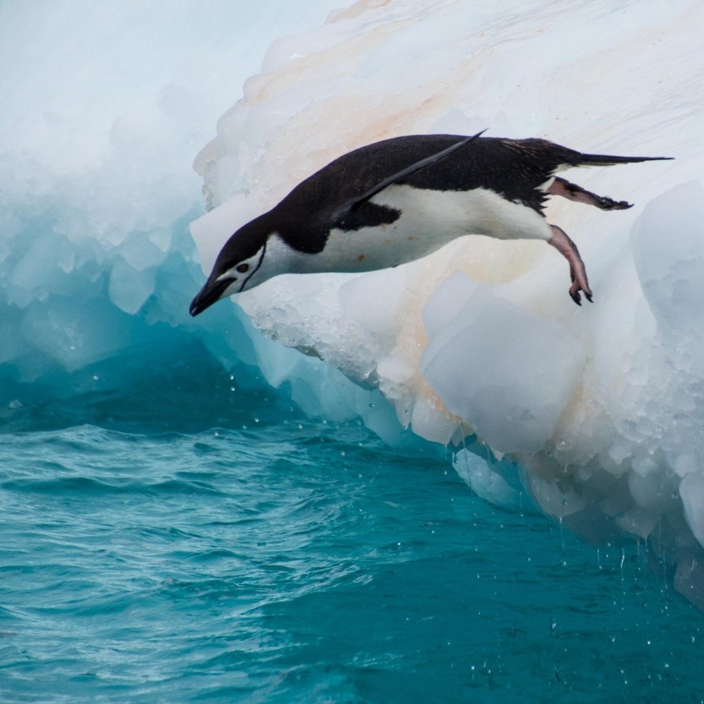 Обои вода, прыжок, птица, пингвин, льдина, water, jump, bird, penguin, floe разрешение 2560x1600 Загрузить