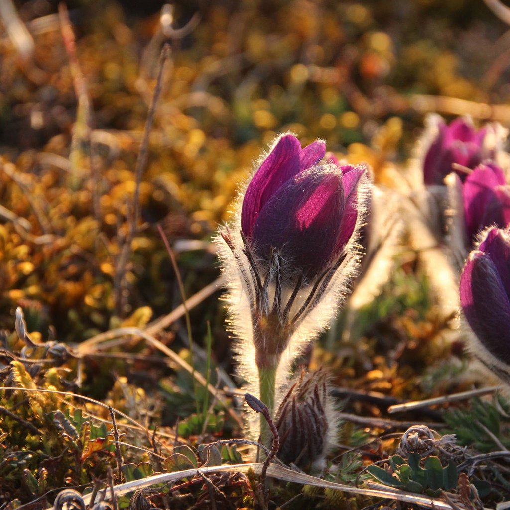 Обои цветы, природа, весна, сон-трава, прострел, heike beudert, pulsatilla, flowers, nature, spring, sleep-grass, cross разрешение 2048x1365 Загрузить