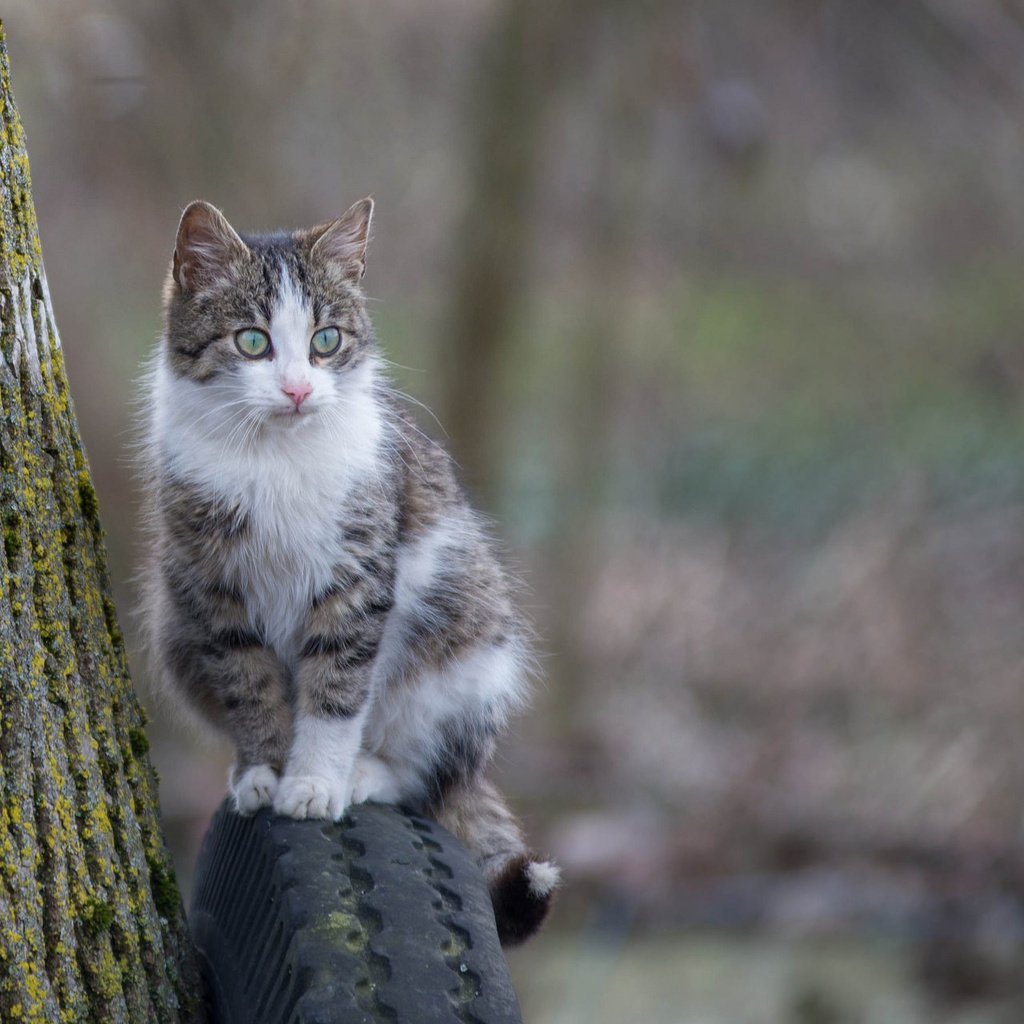 Обои глаза, фон, кошка, взгляд, eyes, background, cat, look разрешение 2048x1280 Загрузить