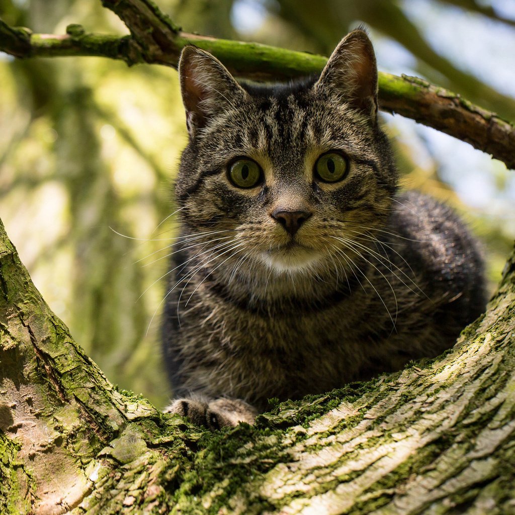 Обои дерево, кот, кошка, взгляд, на дереве, tree, cat, look, on the tree разрешение 2048x1332 Загрузить