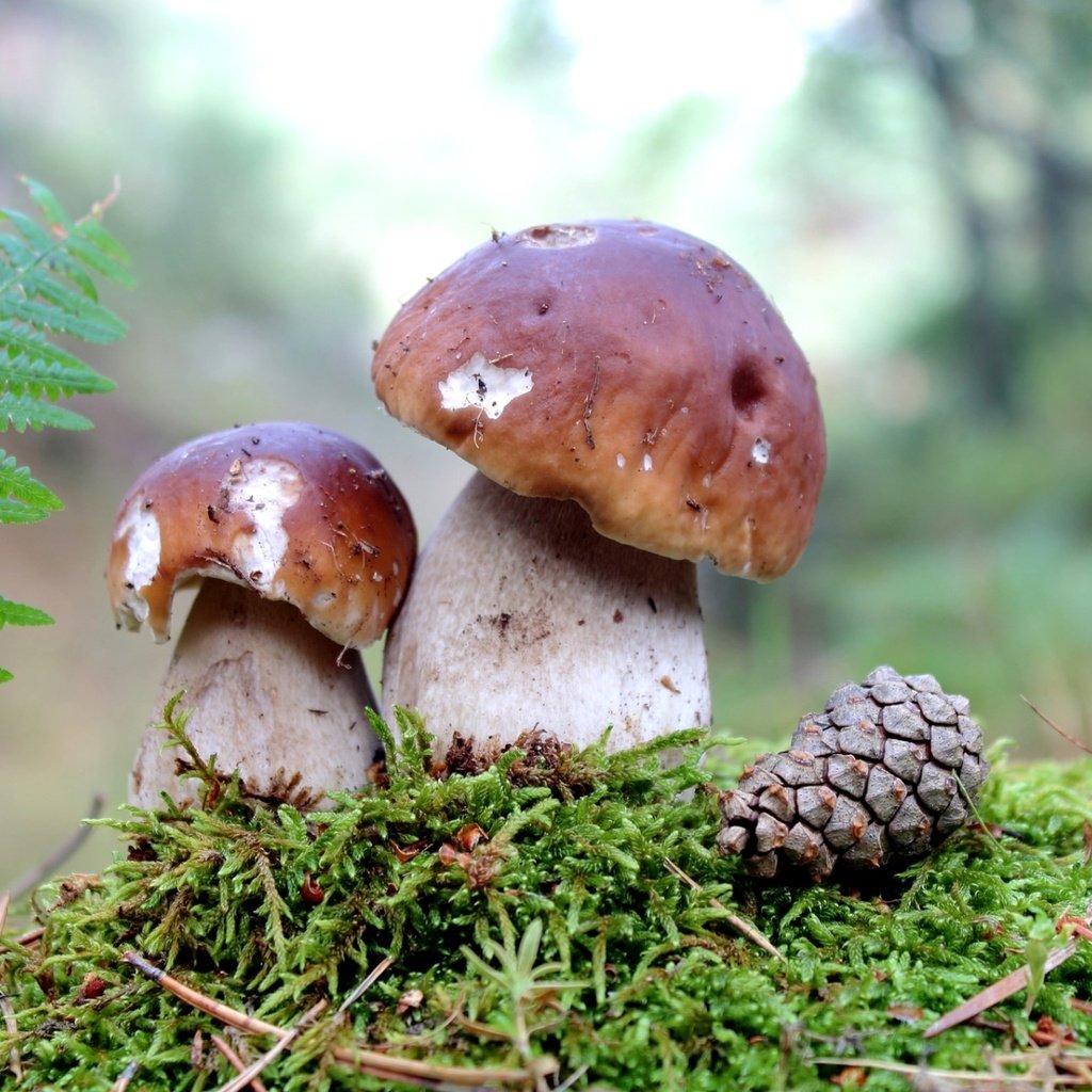 Обои грибы, мох, шишка,  белый гриб, mushrooms, moss, bump, white mushroom разрешение 1920x1218 Загрузить