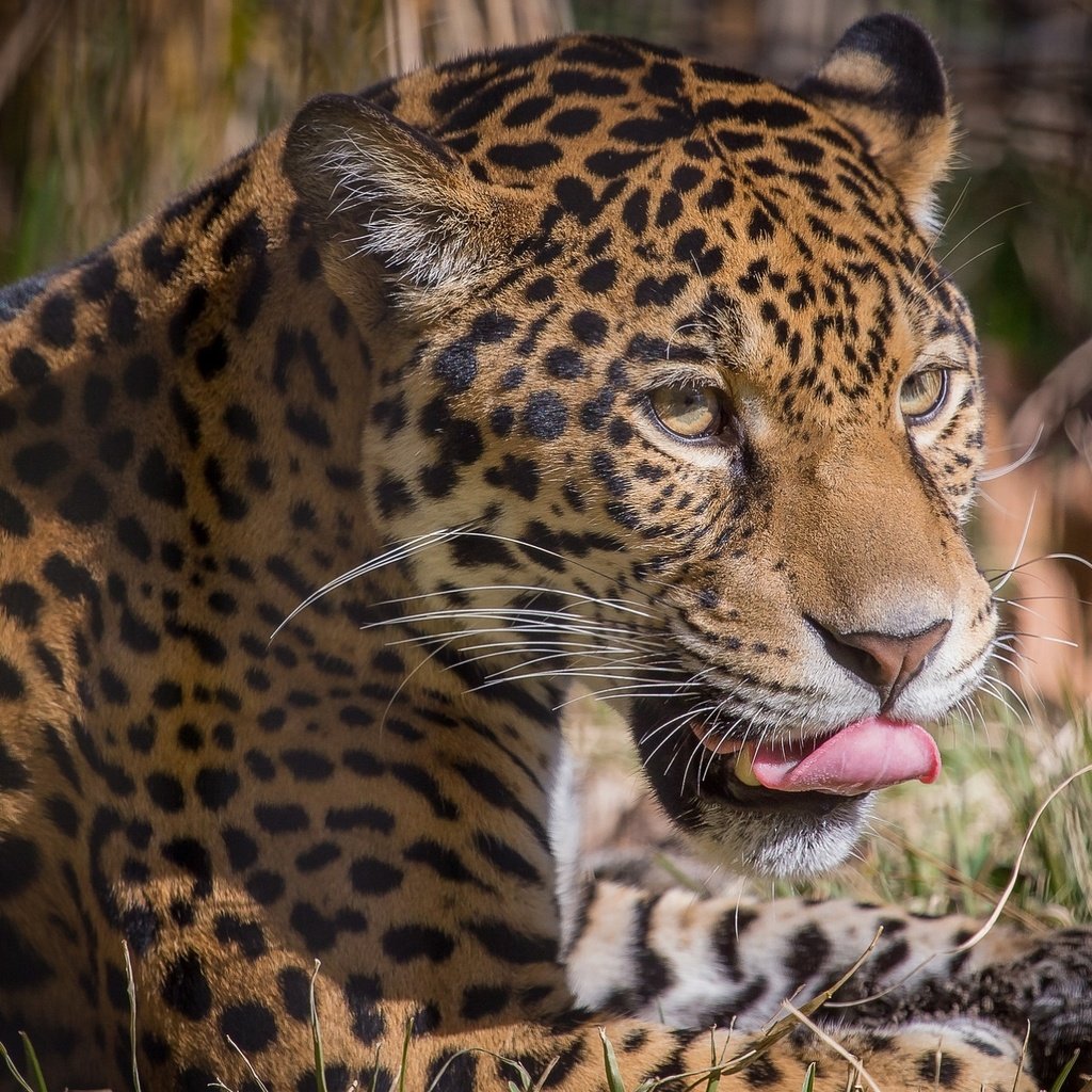 Обои морда, портрет, пятна, хищник, ягуар, язык, face, portrait, spot, predator, jaguar, language разрешение 1940x1292 Загрузить