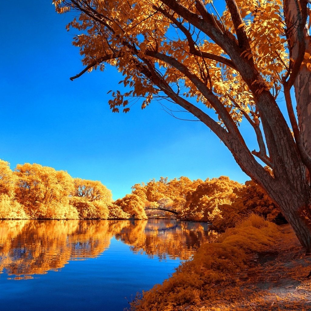 Обои деревья, лейка, осен, озеро, calmness, tranquil, отражение, листва, осень, безмятежность, неба, деревь, опадают, fall, trees, lake, reflection, foliage, autumn, serenity, sky разрешение 1920x1200 Загрузить