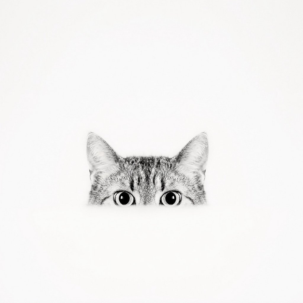 Обои фон, кошка, взгляд, background, cat, look разрешение 1920x1279 Загрузить