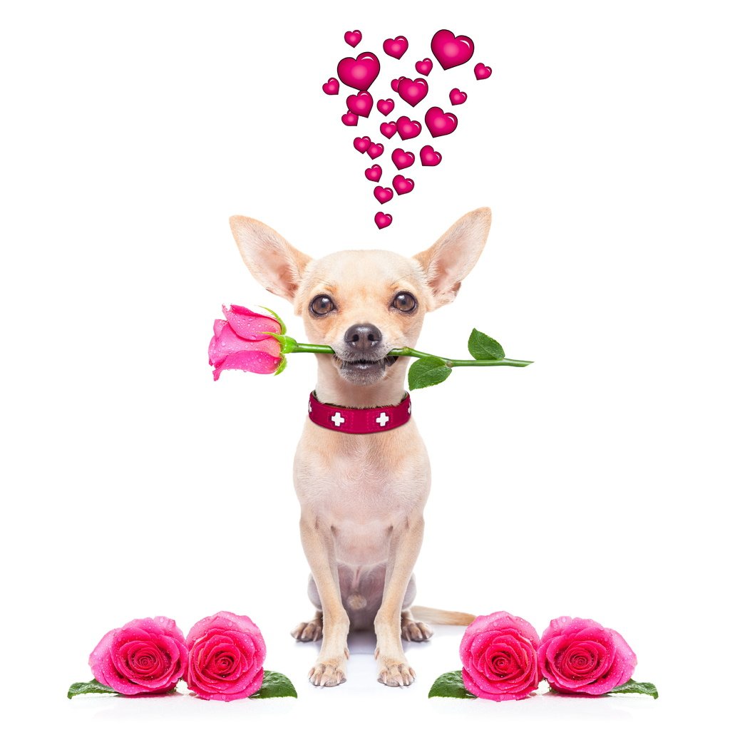 Обои розы, собака, сердце, чихуахуа, roses, dog, heart, chihuahua разрешение 6000x4000 Загрузить