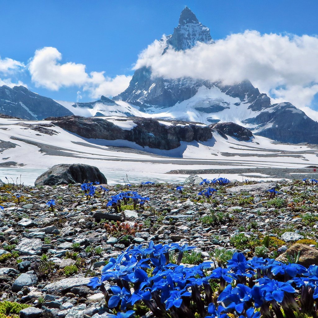 Обои небо, felina photography - in the swiss alps :-), цветы, облака, горы, швейцария, весна, маттерхорн, schweiz, genziane alpine, the sky, flowers, clouds, mountains, switzerland, spring, matterhorn разрешение 2048x1151 Загрузить