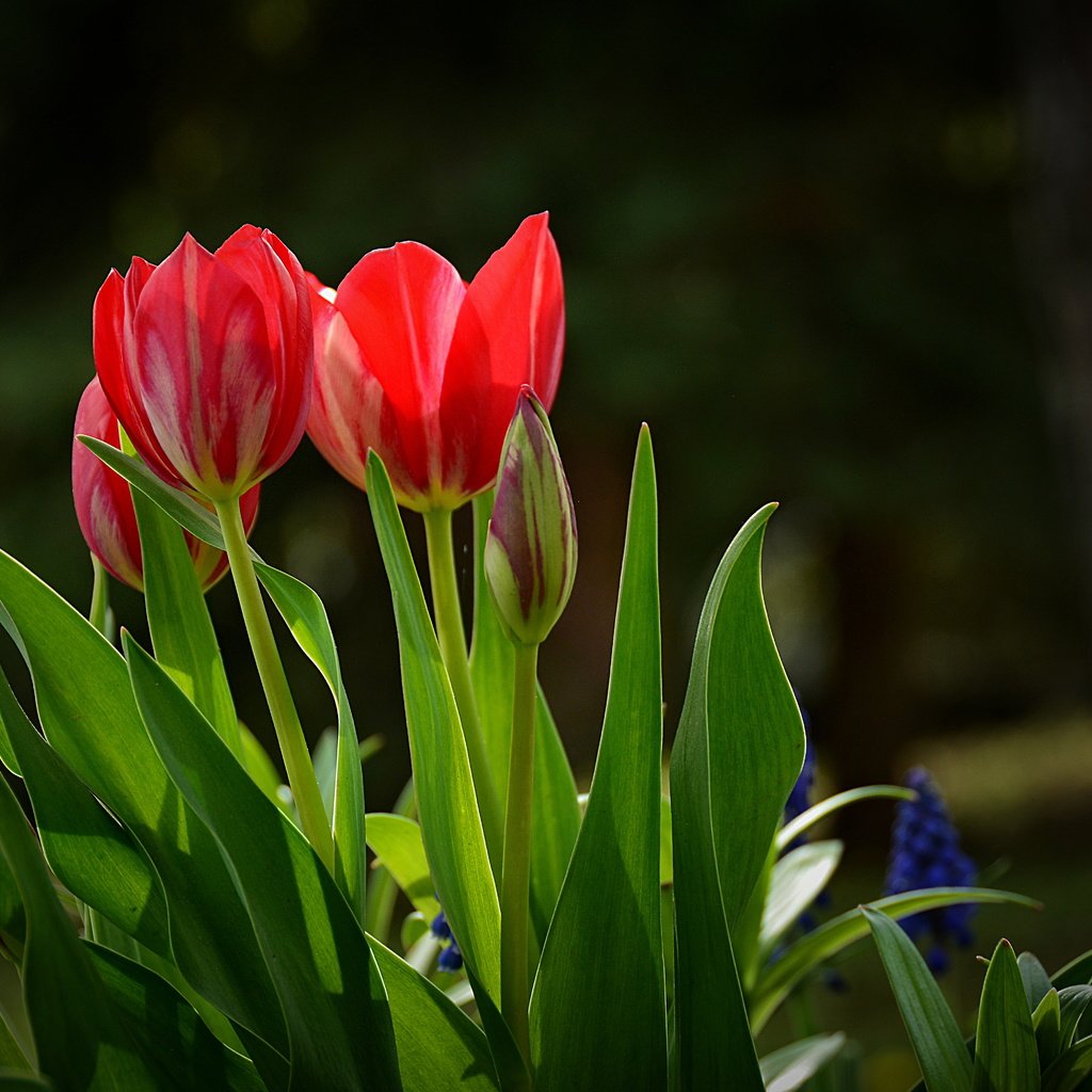 Обои цветы, красные, весна, тюльпаны, краcный, тульпаны, весенние, flowers, red, spring, tulips разрешение 6000x4000 Загрузить