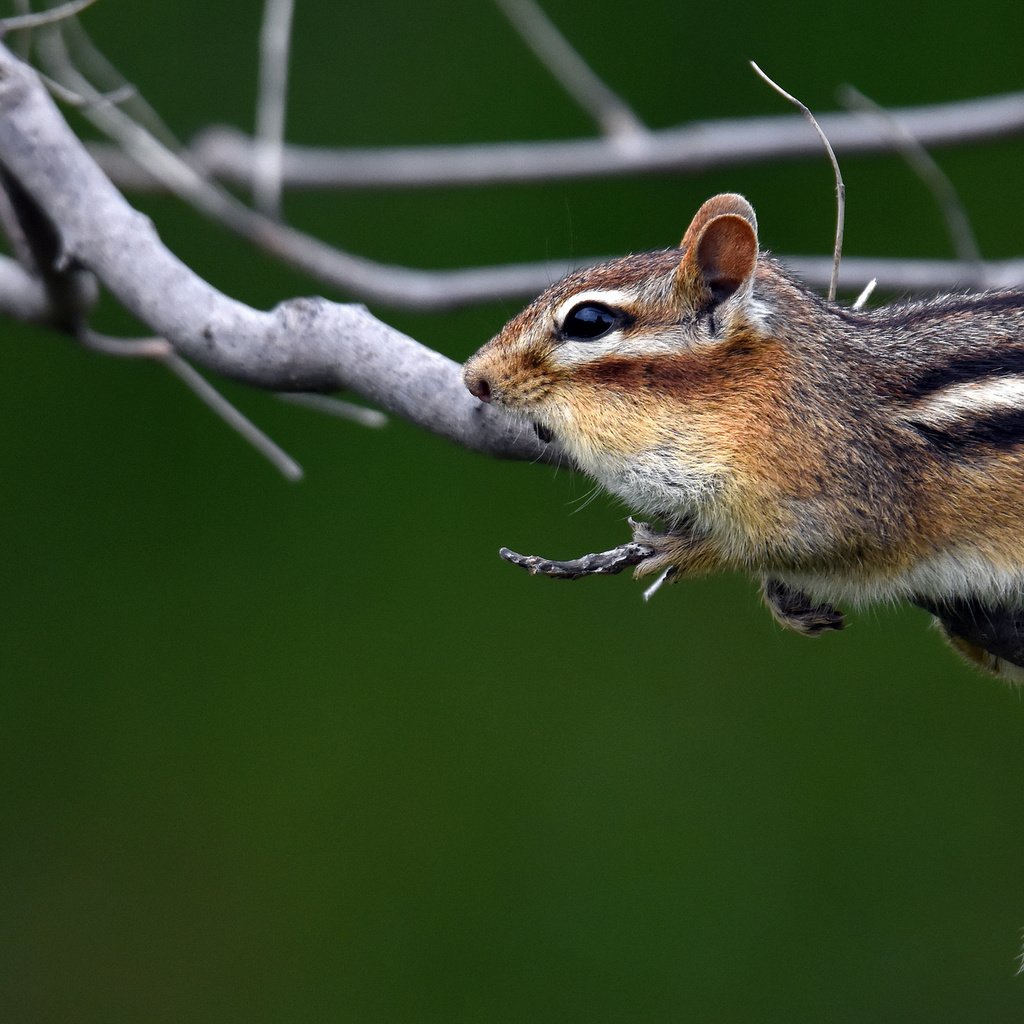 Обои ветки, животное, бурундук, грызун, branches, animal, chipmunk, rodent разрешение 2048x1313 Загрузить