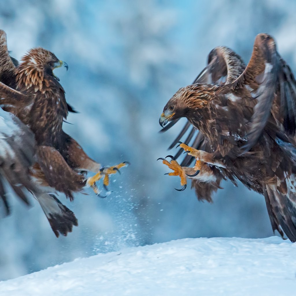 Обои снег, природа, крылья, птицы, клюв, когти, беркут, snow, nature, wings, birds, beak, claws, eagle разрешение 1920x1373 Загрузить