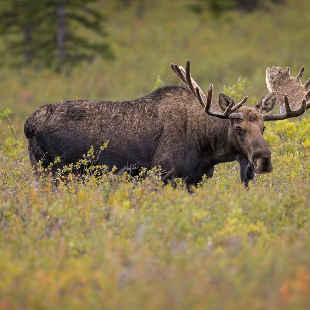 Обои рога, лось, сохатый, horns, moose, elk разрешение 2048x1240 Загрузить