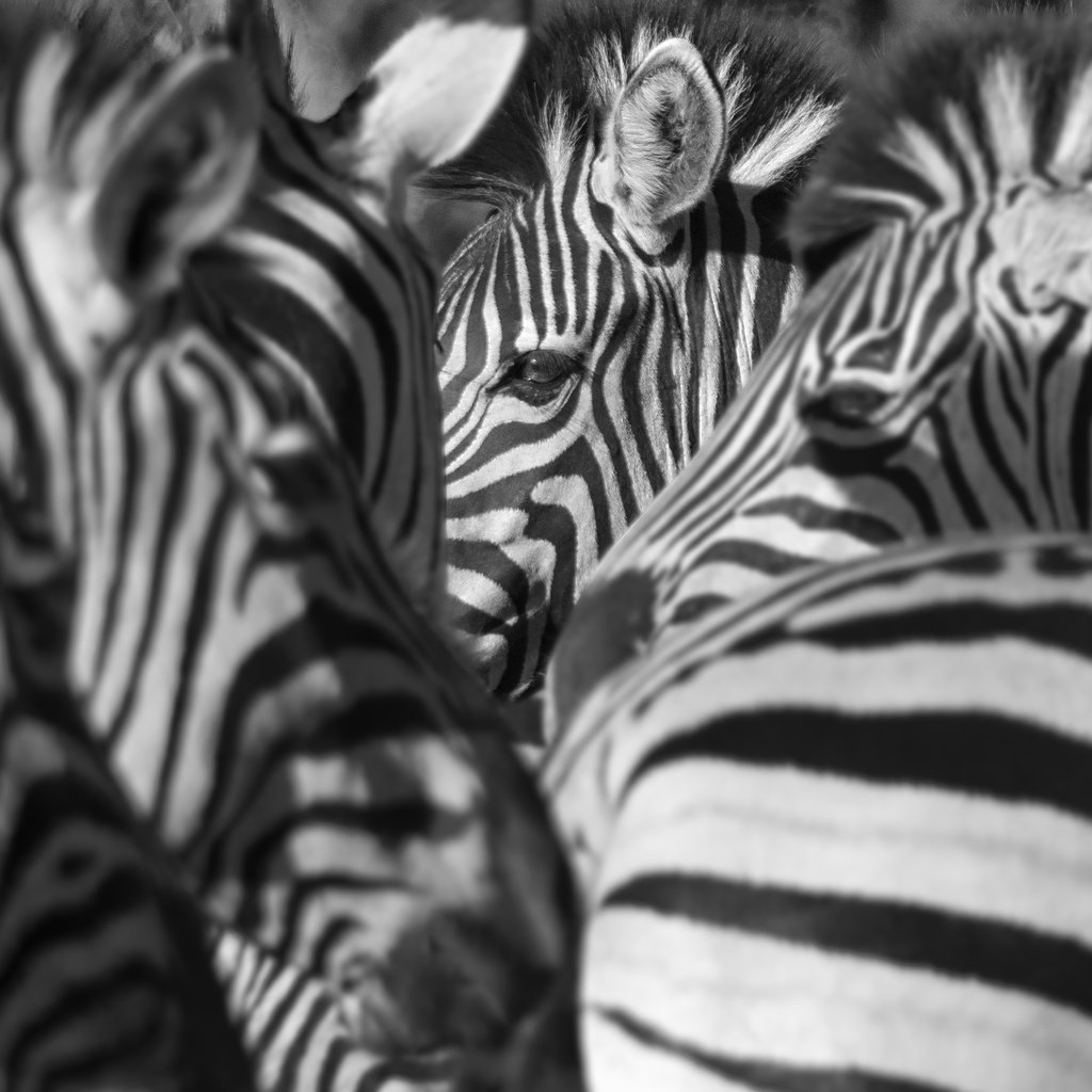 Обои природа, зебра, фон, зебры, nature, zebra, background разрешение 3000x1875 Загрузить