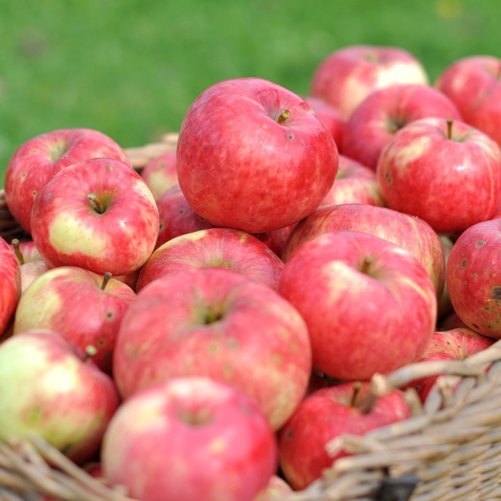 Обои макро, фрукты, яблоки, корзина, урожай, macro, fruit, apples, basket, harvest разрешение 2400x1594 Загрузить