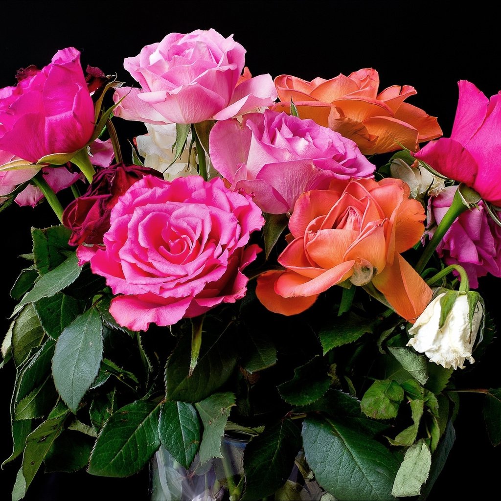 Обои розы, букет, розовые, красивые, роз, roses, bouquet, pink, beautiful разрешение 2041x1359 Загрузить