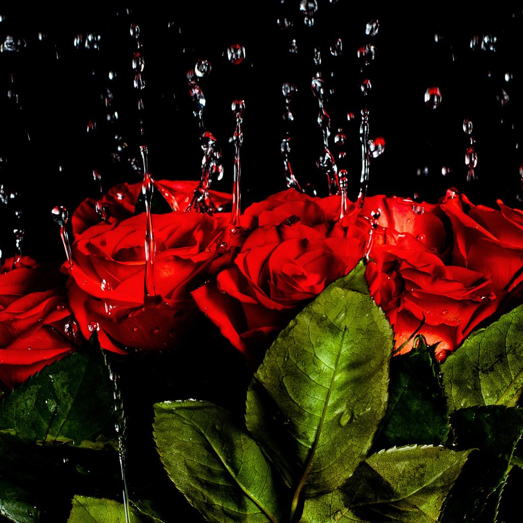 Обои вода, капли, розы, красные, букет, краcный, роз, water, drops, roses, red, bouquet разрешение 2670x1780 Загрузить