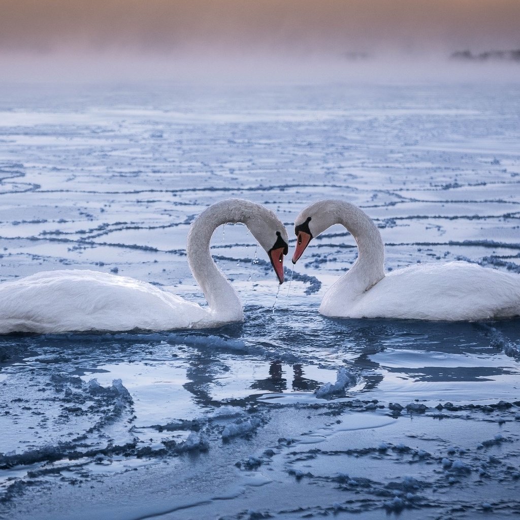 Обои пара, лебеди, верность, pair, swans, loyalty разрешение 1920x1200 Загрузить