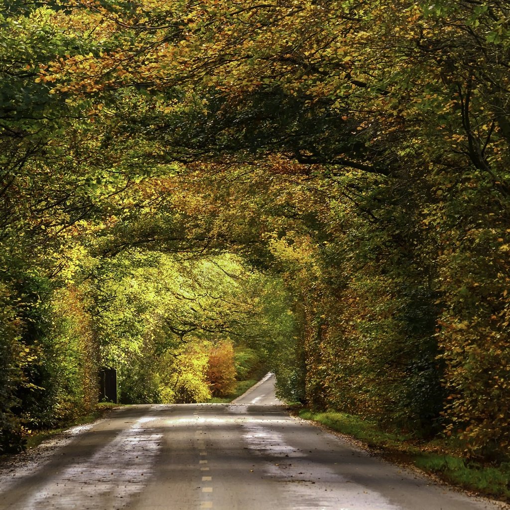 Обои дорога, листва, осень, опадают, осен, автодорога, road, foliage, autumn, fall разрешение 2009x1314 Загрузить