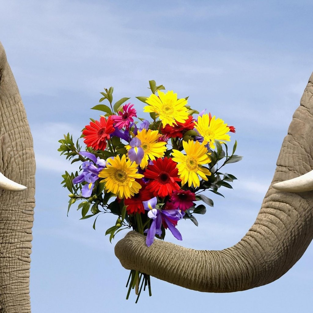 Обои цветы, животные, любовь, букет, слоны, flowers, animals, love, bouquet, elephants разрешение 1920x1440 Загрузить