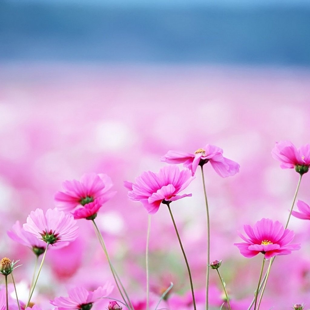 Обои цветы, фон, размытость, розовые, космея, flowers, background, blur, pink, kosmeya разрешение 1920x1200 Загрузить