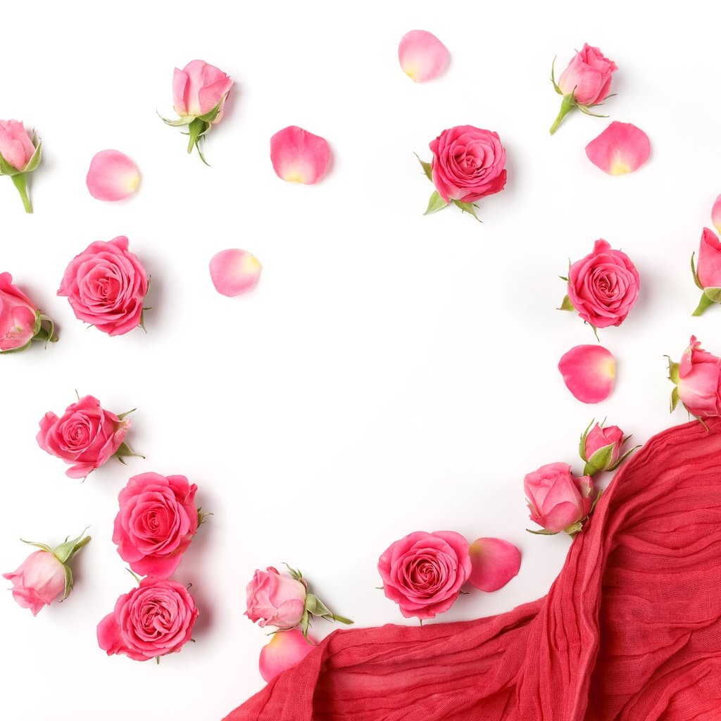 Обои цветы, бутоны, розы, лепестки, белый фон, романтик,  цветы, роз, пинк, flowers, buds, roses, petals, white background, romantic, pink разрешение 4990x3744 Загрузить